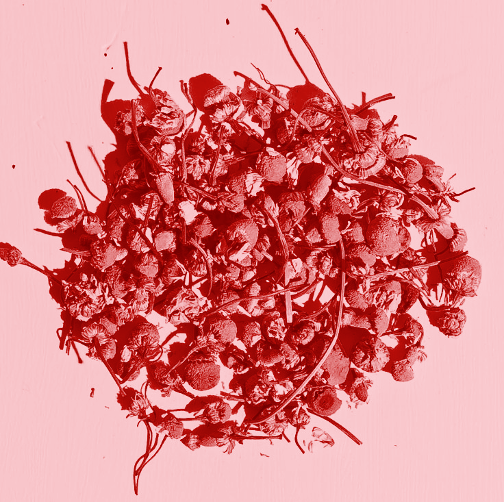 Apigenin (Chamomile)